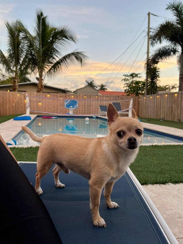Lost Chihuahua in Miami, FL