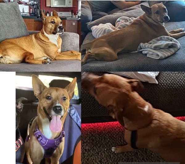 Lost Boxer in Texas