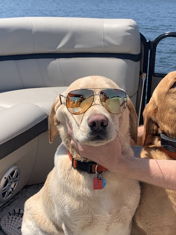 Safe Labrador Retriever in Green Bay, WI