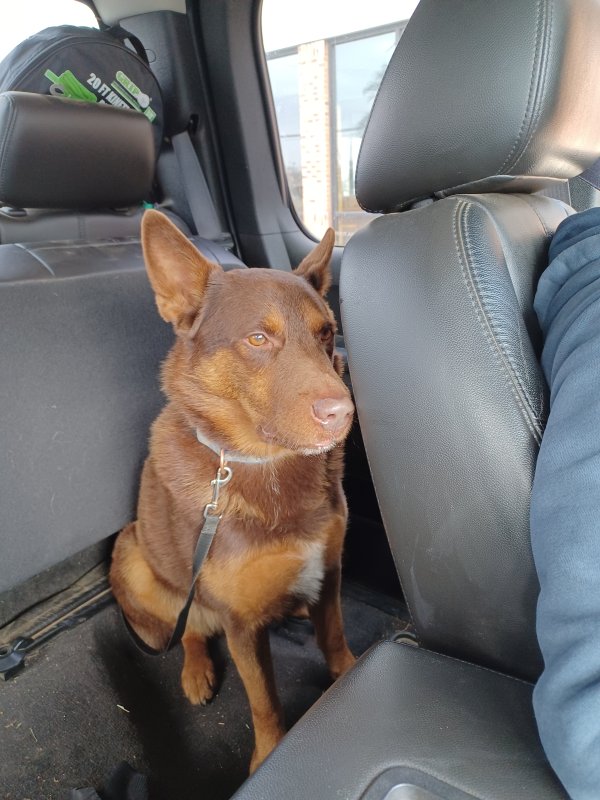 Safe German Shepherd Dog in Dayton, OH