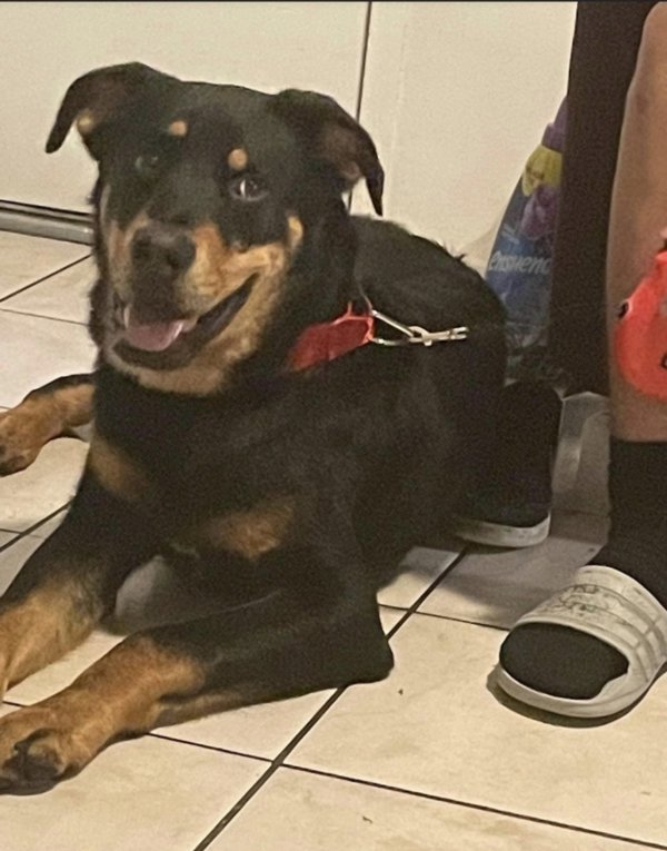 Found Rottweiler in California