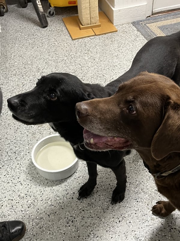 Found Labrador Retriever in Alpharetta, GA