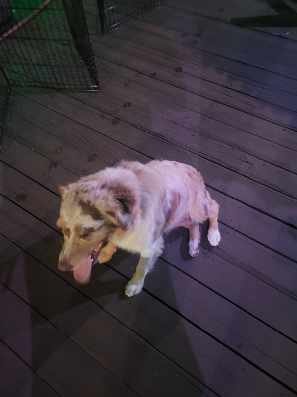 Safe Australian Shepherd in Fort Lauderdale, FL