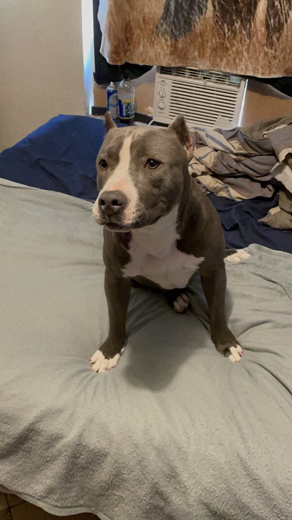Safe Pit Bull in San Antonio, TX
