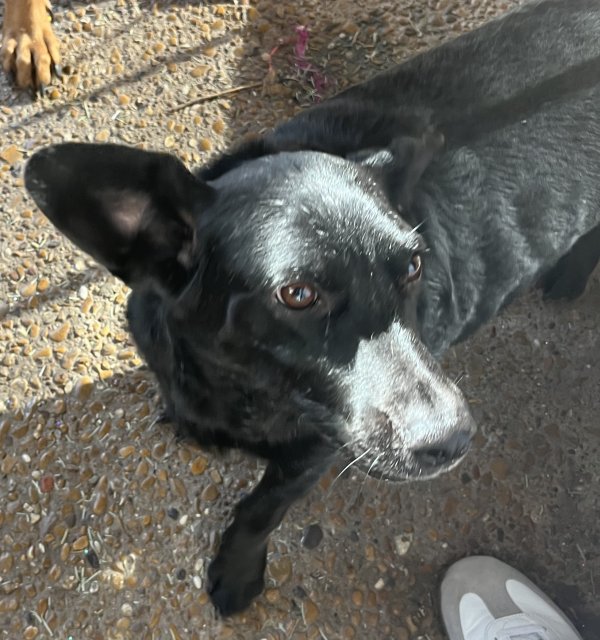 Found Mutt in Plano, TX