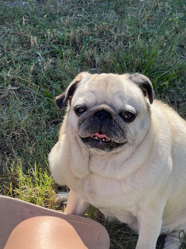 Safe Pug in North Miami Beach, FL