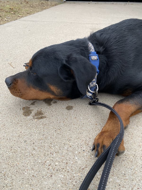 Safe Rottweiler in Justin, TX