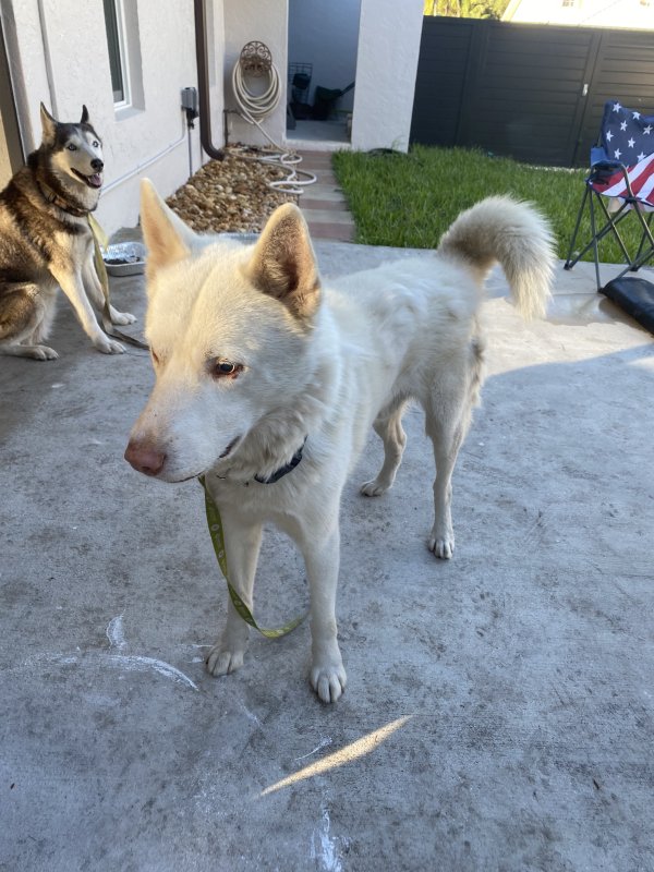 Found Siberian Husky in Miami, Florida
