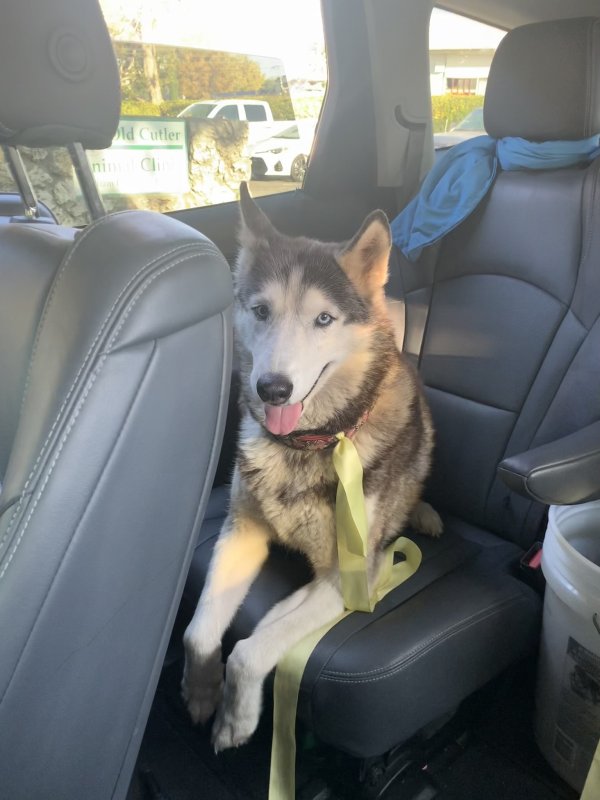 Safe Siberian Husky in Miami, FL