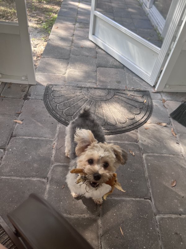 Safe Yorkshire Terrier in Lutz, FL