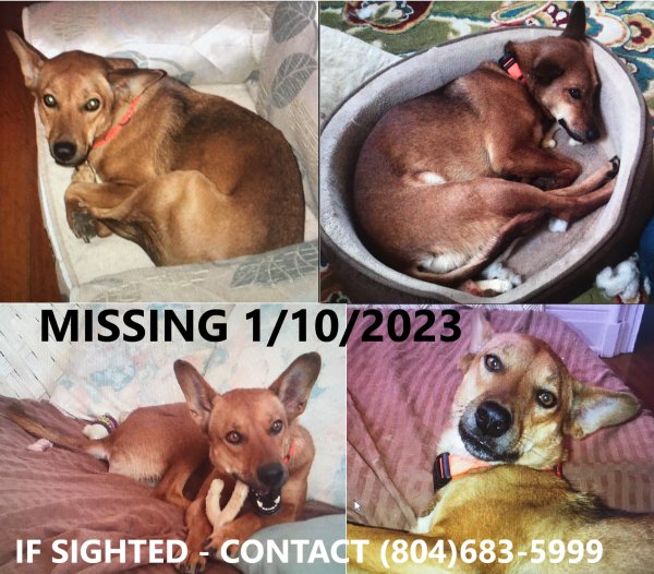 Safe Mutt in Rocky Mount, NC