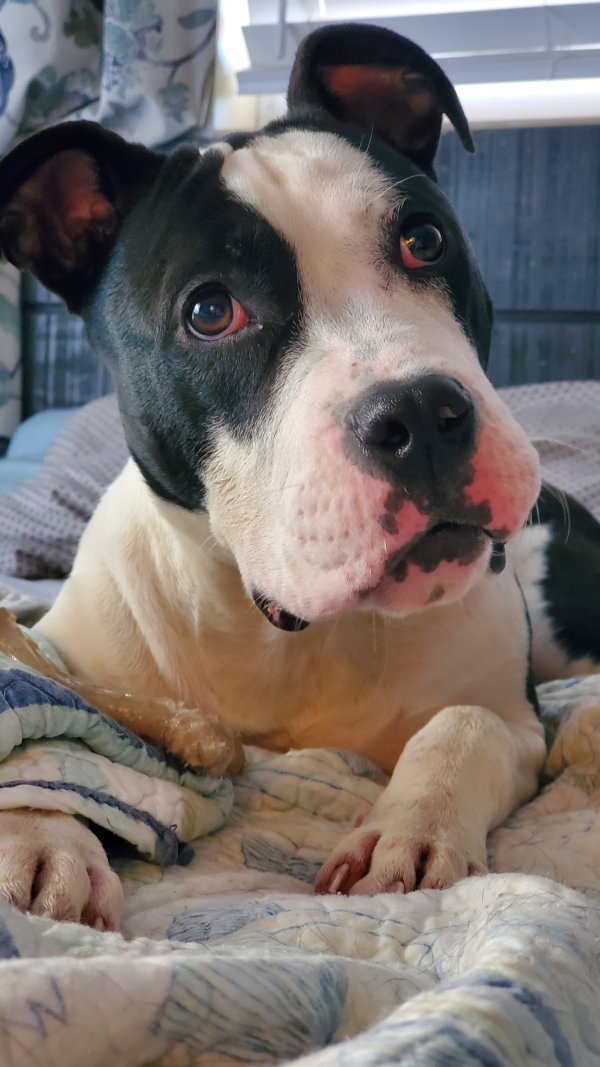 Safe Pit Bull in Bradenton, FL