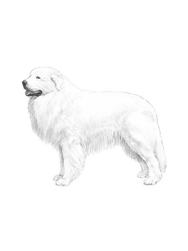 Lost Great Pyrenees in Graham, NC