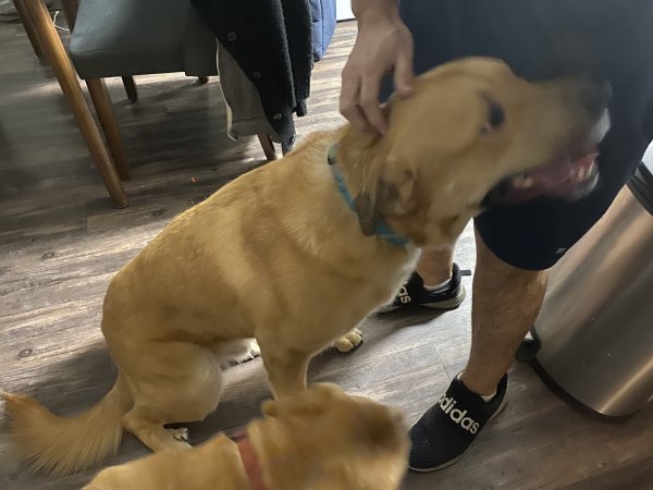 Found Labrador Retriever in Texas