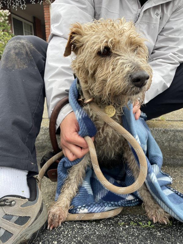 Safe Mutt in San Leandro, CA