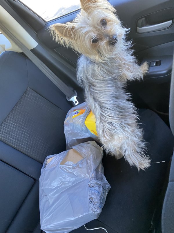 Safe Yorkshire Terrier in Miami, FL