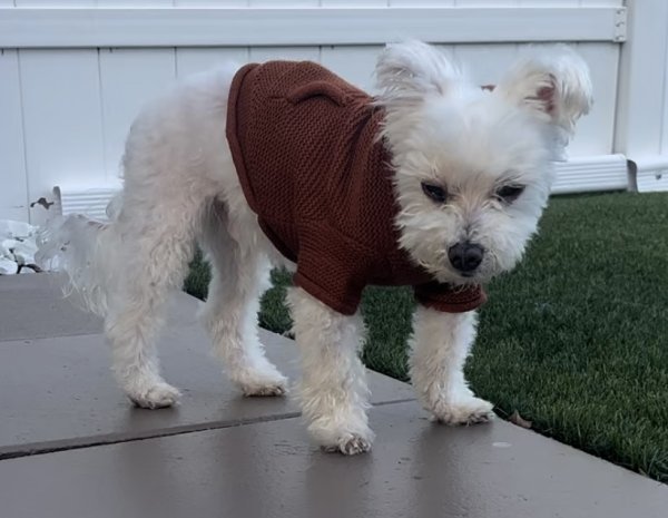 Safe Maltese in Miami, FL