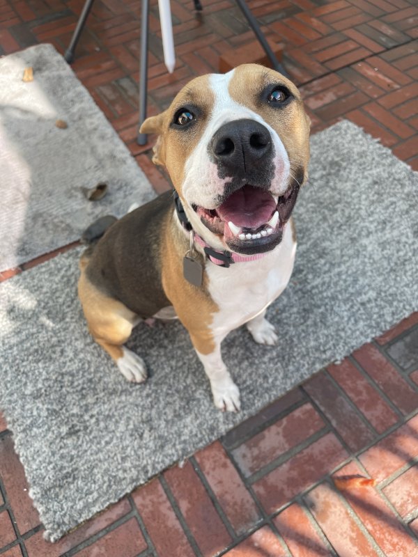 Found Beagle in Redlands, CA
