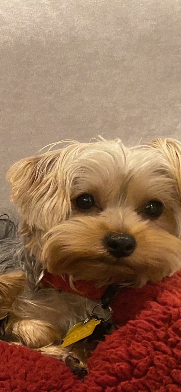 Lost Yorkshire Terrier in Florida