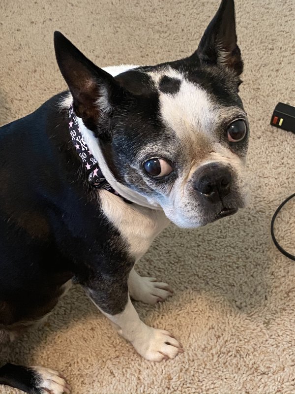 Lost Boston Terrier in Georgia