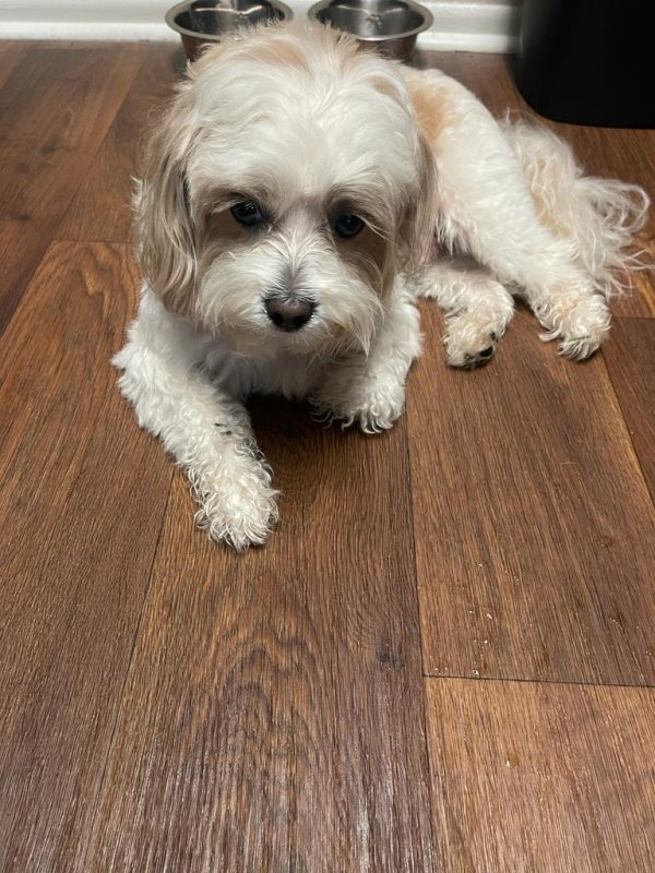 Safe Maltese in Tampa, FL