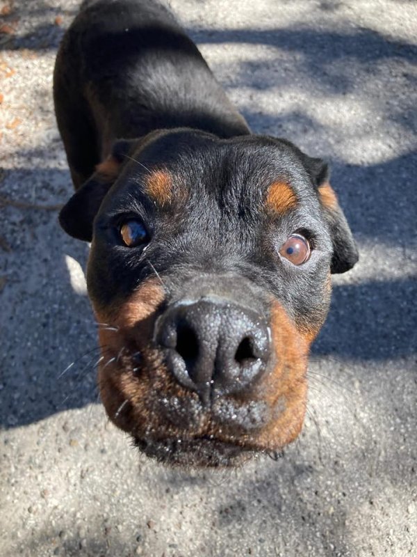 Found Rottweiler in Florida