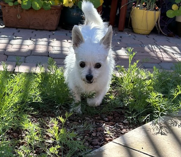 Found Chihuahua in Arizona