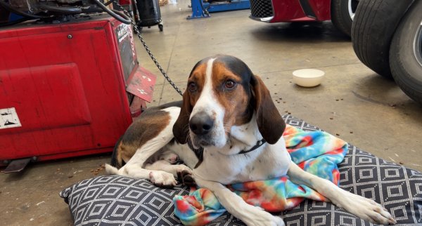 Safe Treeing Walker Coonhound in Spring Hill, FL