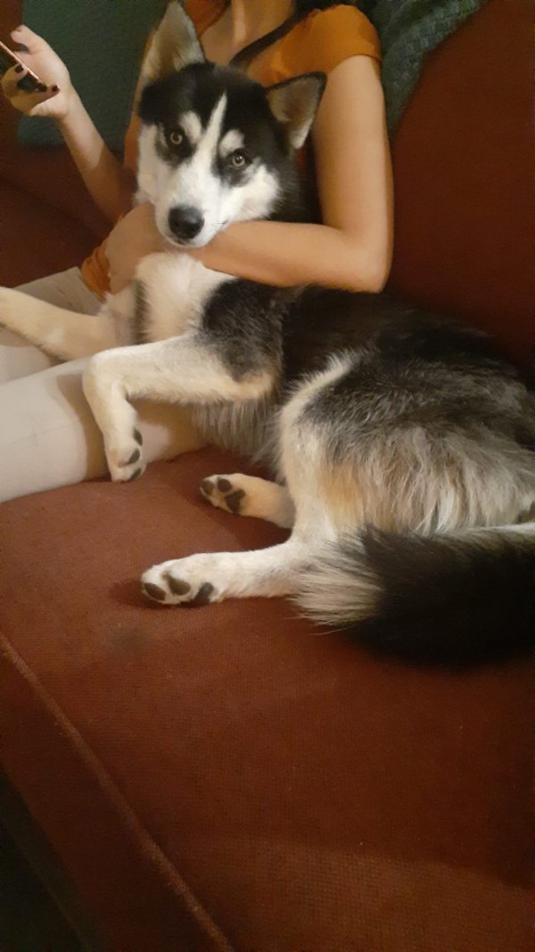Safe Mutt in Miami, FL