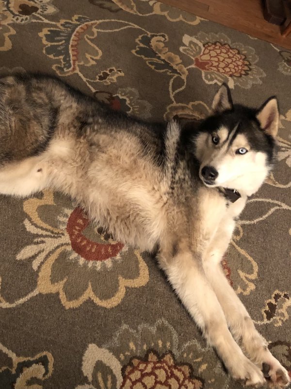 Safe Siberian Husky in Clinton, MD