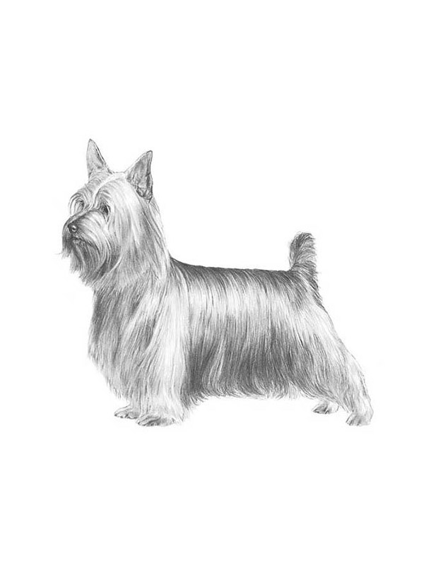 Lost Silky Terrier in Florida