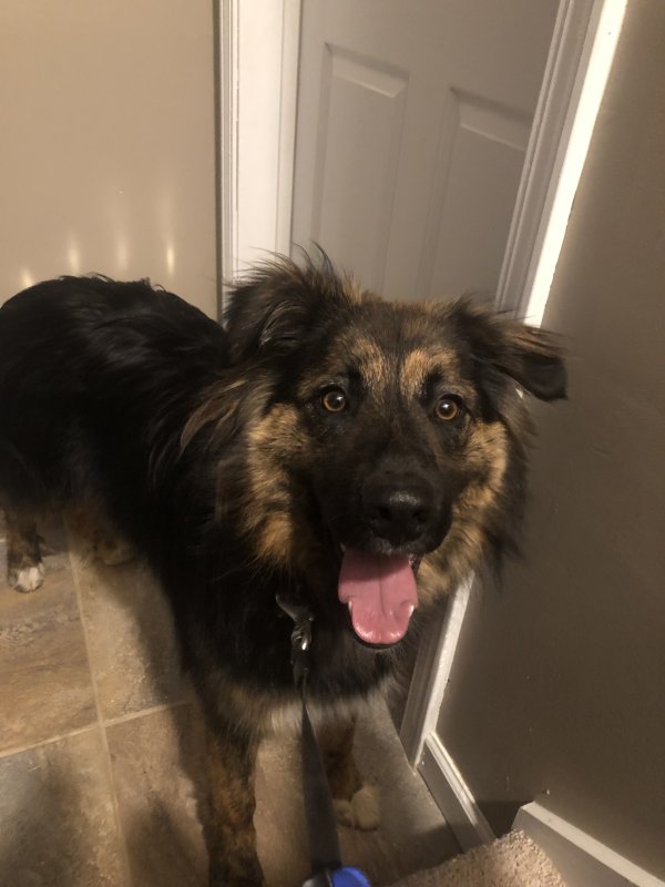 Safe Mutt in Ball Ground, GA