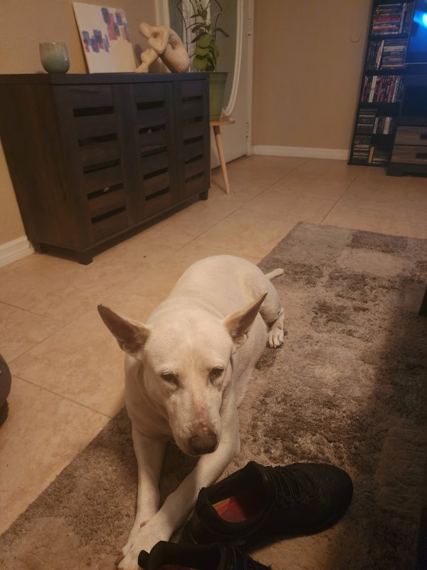 Found Mutt in Tampa, Florida