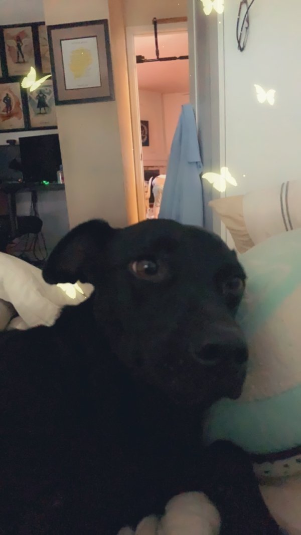 Safe Labrador Retriever in San Antonio, TX