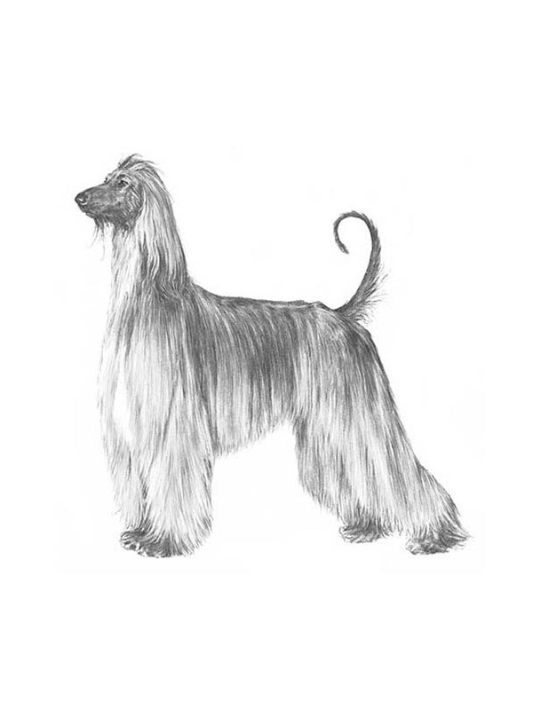 Lost Afghan Hound in Texas