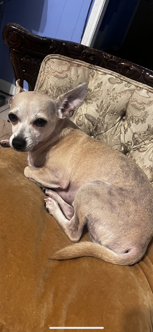 Lost Chihuahua in Texas