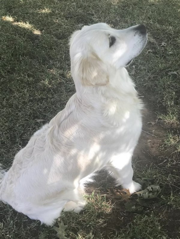 Safe Golden Retriever in Spring, TX