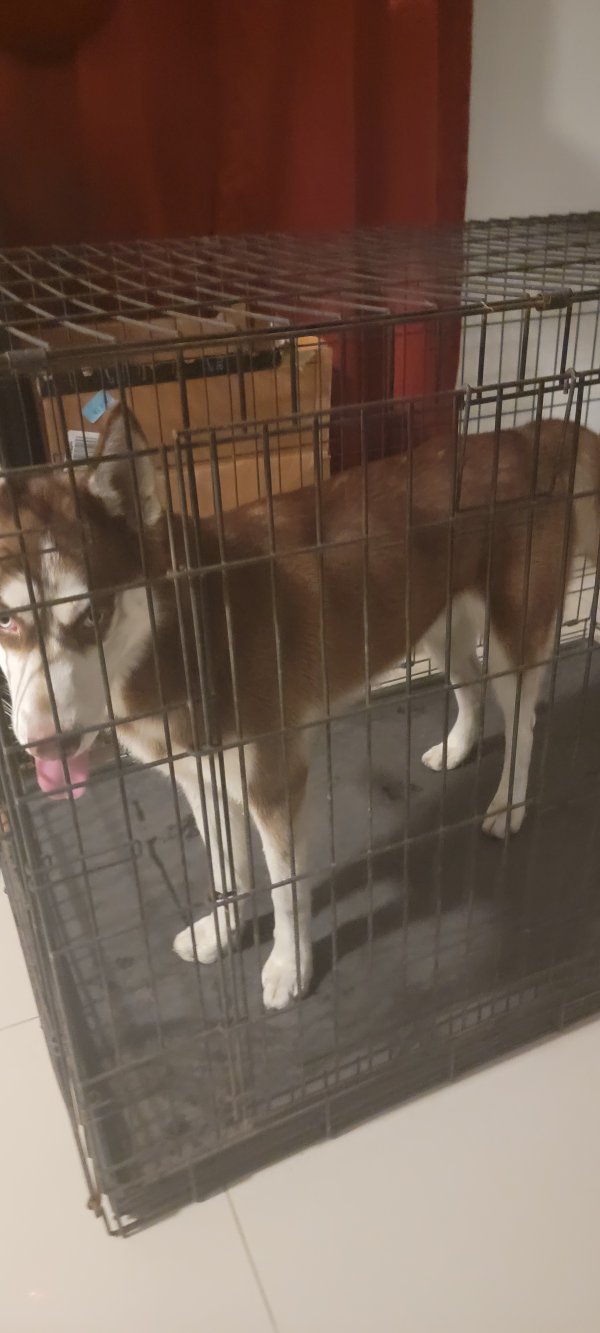 Safe Alaskan Malamute in Miami, FL