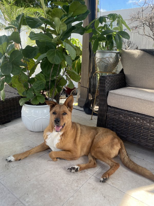 Lost Labrador Retriever in Florida