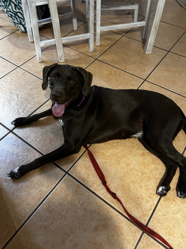Found Labrador Retriever in Florida