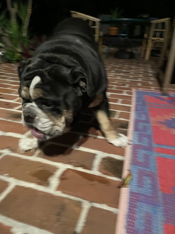 Safe American Bulldog in Largo, FL