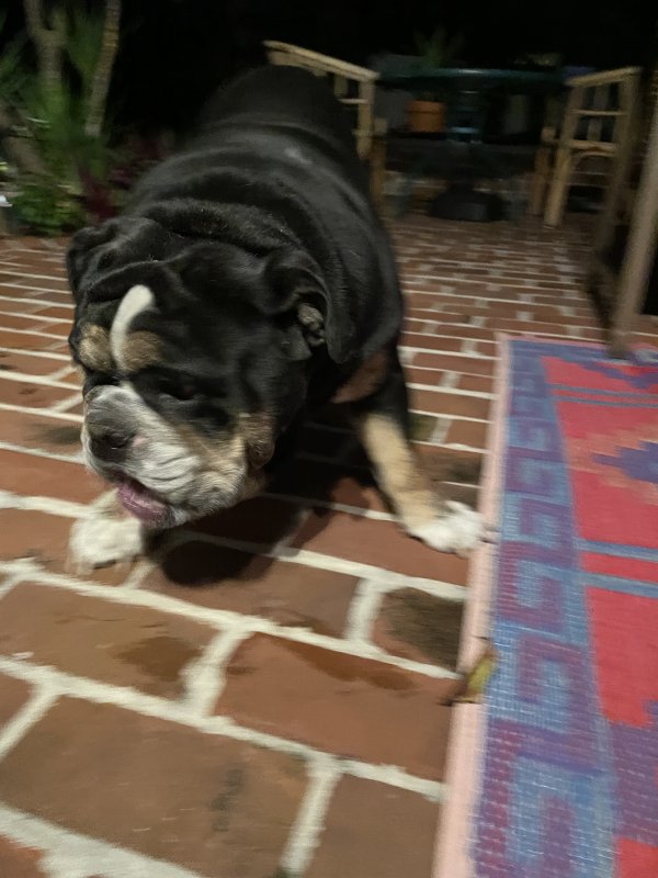 Found American Bulldog in Largo, Florida