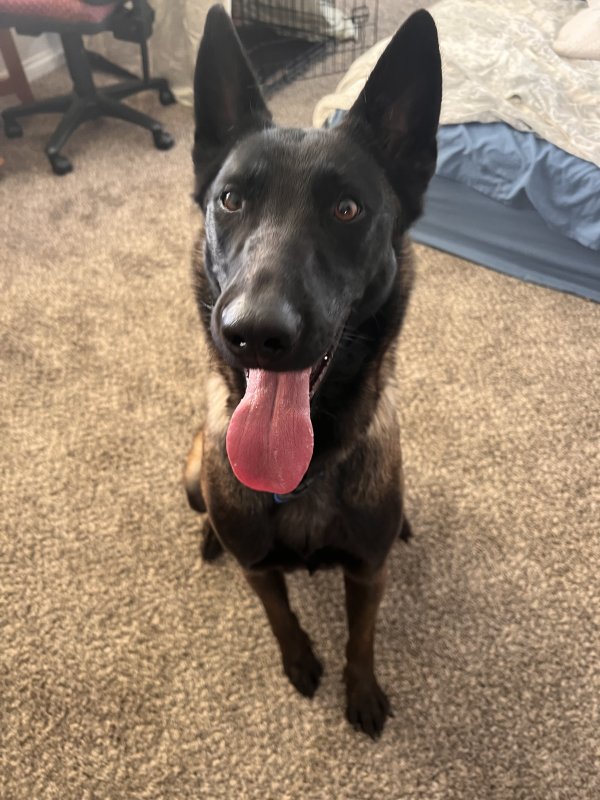 Safe Belgian Malinois in Beaumont, CA