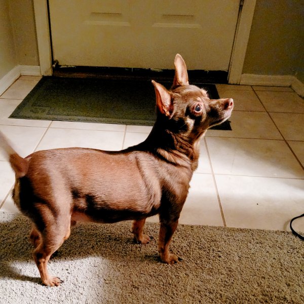 Lost Chihuahua in Texas