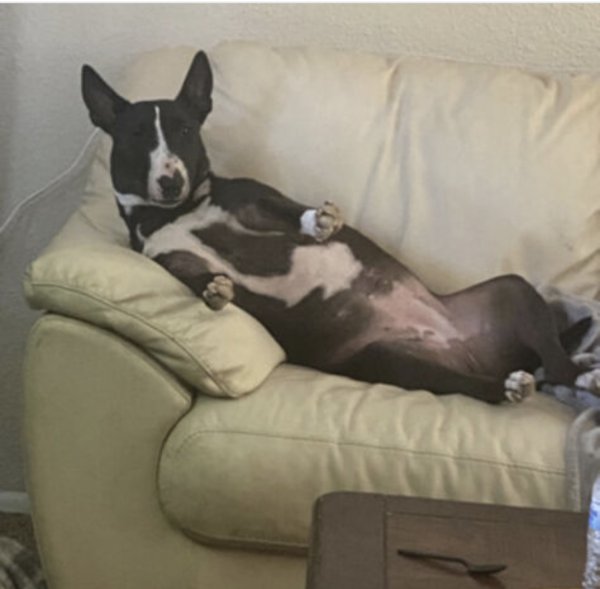 Safe Bull Terrier in San Antonio, TX