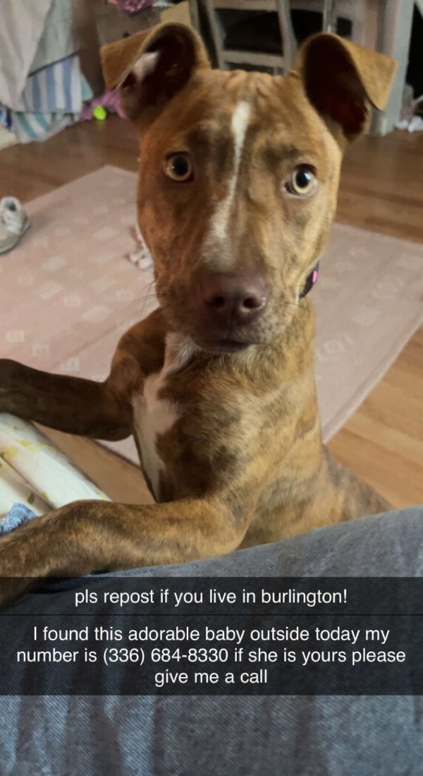 Found Pit Bull in Burlington, NC