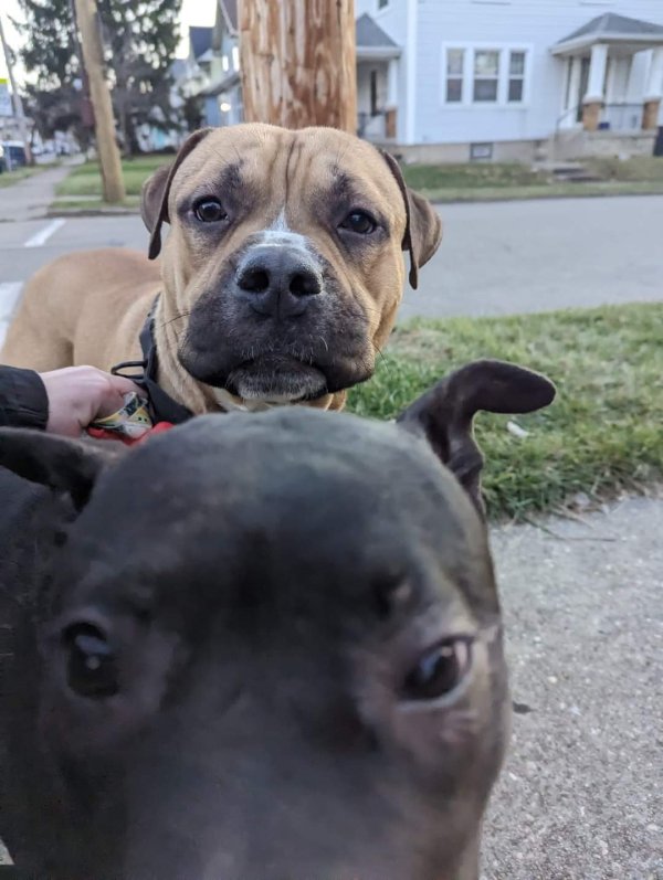 Safe Mutt in Dayton, OH