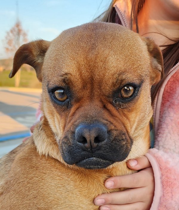 Safe Boxer in Friant, CA