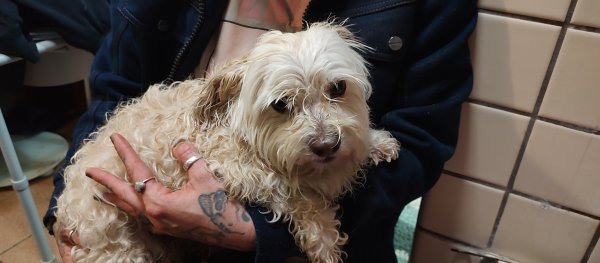 Safe Dog in Bakersfield, CA