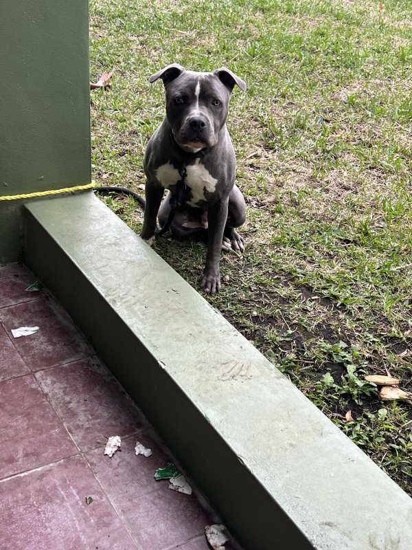 Found Pit Bull in Miami, FL